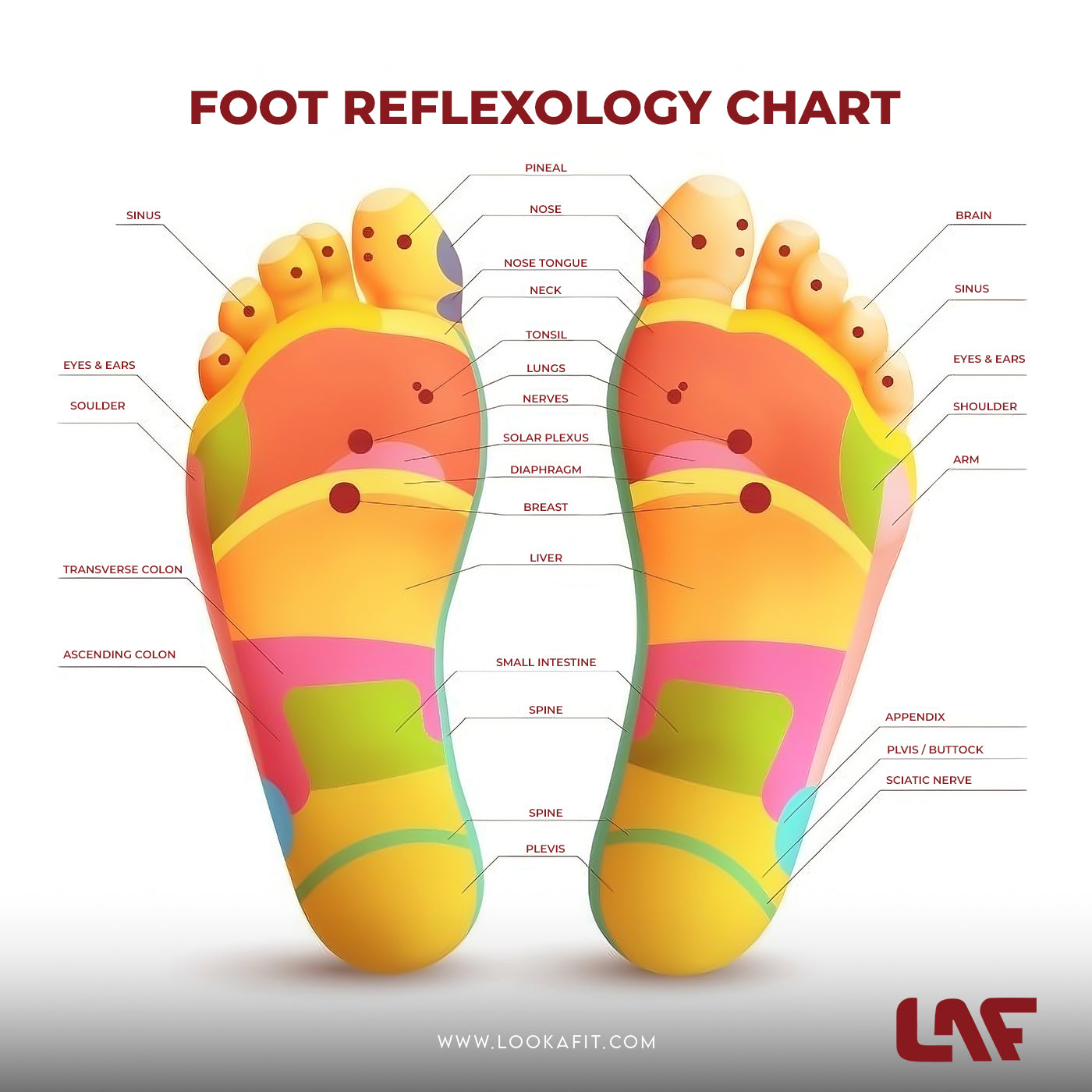 Twister Disc, Weight Loss, Weight Loss Machine